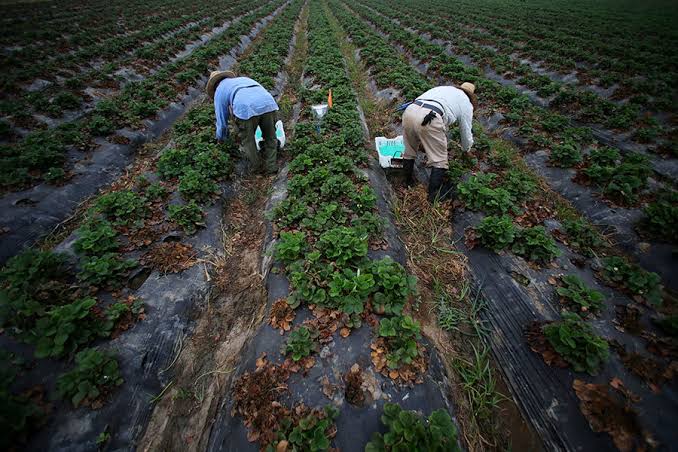 Discover our global fertilizer and biological brands الزراعية